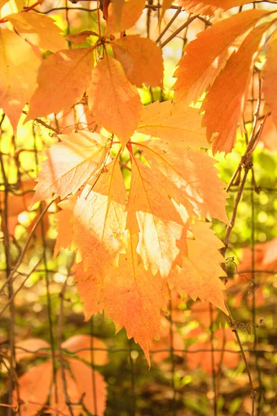 Herbst Schönen Hintergrund Der Gelben Blätter — Stockfoto