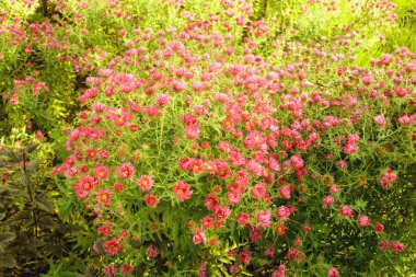 Parkta sonbaharda çiçek açan güzel çalılar