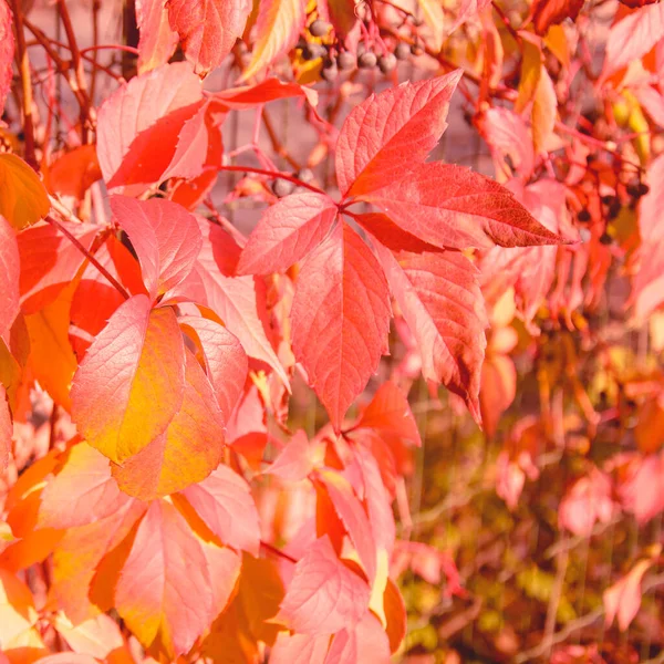 Otoño Hermoso Fondo Hojas Amarillas — Foto de Stock