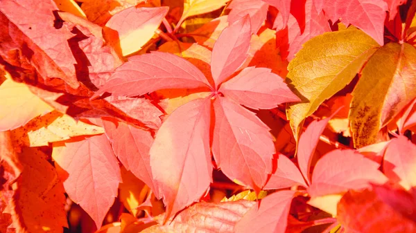 秋天美丽的黄叶背景 — 图库照片