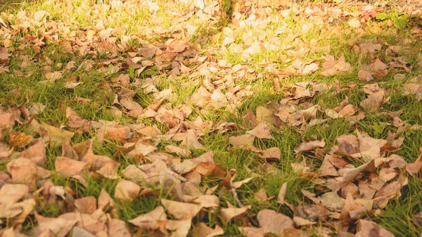 Herfst Mooie Achtergrond Van Gele Bladeren — Stockfoto