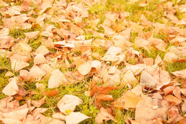 Automne Beau Fond Feuilles Jaunes — Photo