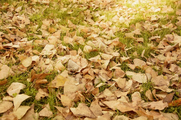 Herfst Mooie Achtergrond Van Gele Bladeren — Stockfoto
