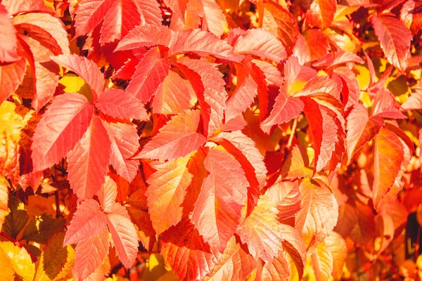 秋天美丽的黄叶背景 — 图库照片