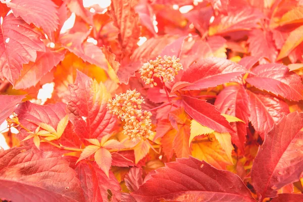 Autumn Beautiful Background Yellow Leaves — Stock Photo, Image
