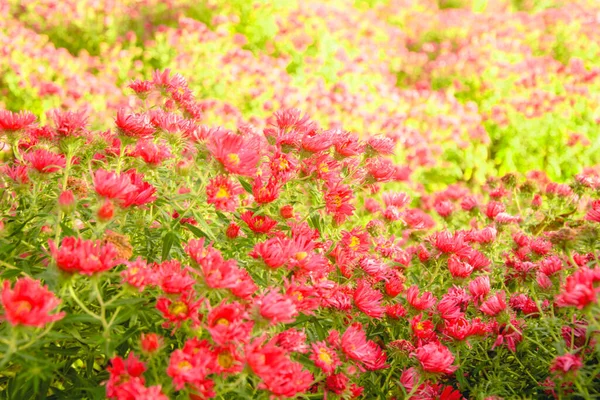 Красивий Квітучий Кущ Восени Парку — стокове фото