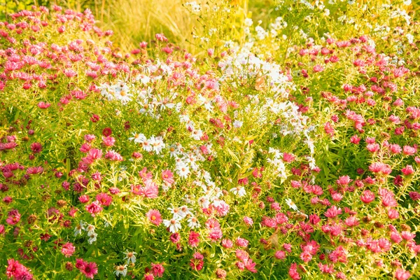 Красивий Квітучий Кущ Восени Парку — стокове фото