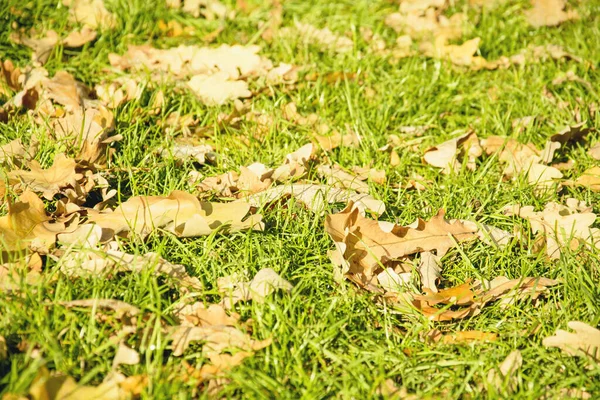 Automne Beau Fond Feuilles Jaunes — Photo