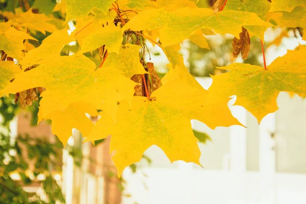 Autunno Bellissimo Sfondo Foglie Gialle — Foto Stock