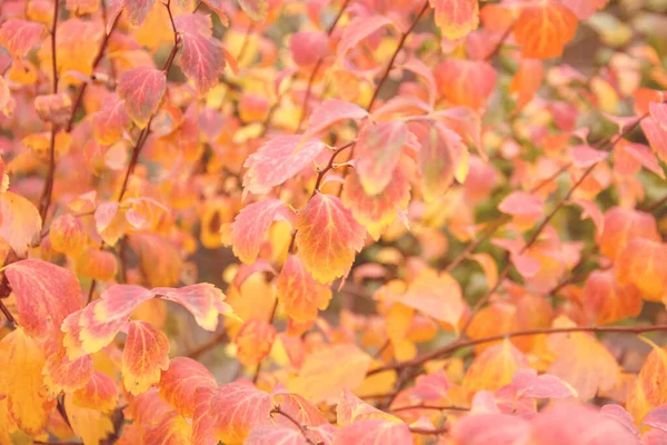 Otoño Hermoso Fondo Hojas Amarillas — Foto de Stock