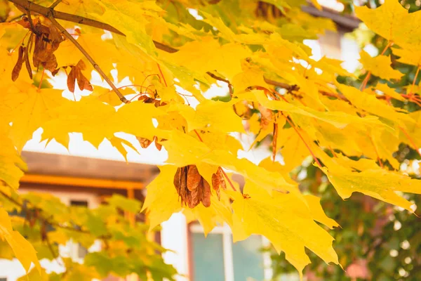 Otoño Hermoso Fondo Hojas Amarillas — Foto de Stock