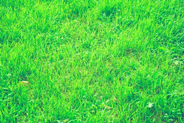 Beautiful Juicy Fresh Green Grass Meadow — Stock Photo, Image