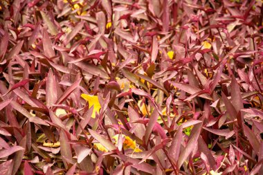 Parkta sonbaharda çiçek açan güzel çalılar
