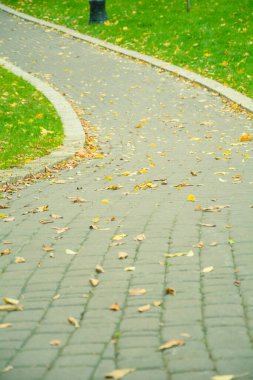 Sarı yaprakların güzel sonbahar arkaplanı