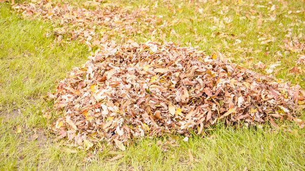 Hösten Vacker Bakgrund Gula Blad — Stockfoto