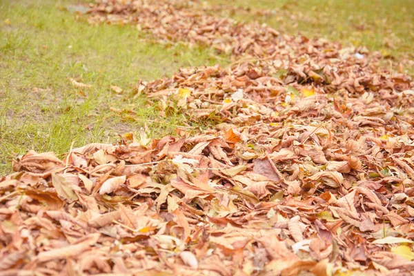 Herfst Mooie Achtergrond Van Gele Bladeren — Stockfoto