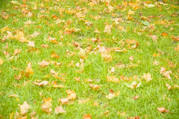 Herbst Schönen Hintergrund Der Gelben Blätter — Stockfoto