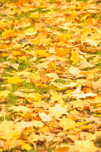 Осень Красивый Фон Желтых Листьев — стоковое фото