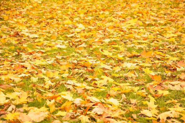 Podzim Krásné Pozadí Žlutých Listů — Stock fotografie