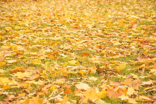 Herfst Mooie Achtergrond Van Gele Bladeren — Stockfoto