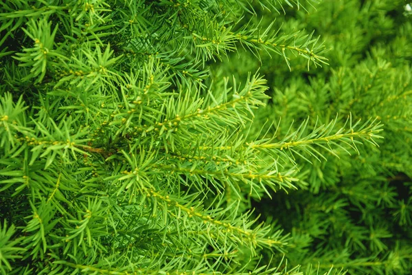 Beau Fond Vert Juteux Avec Des Branches Conifères — Photo