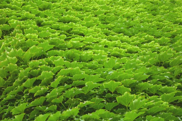 Велике Зелене Листя Скелелазіння Винограду Стіні — стокове фото