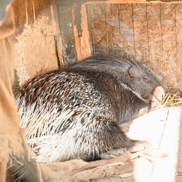 Красивый милый большой дикобраз спит в клетке