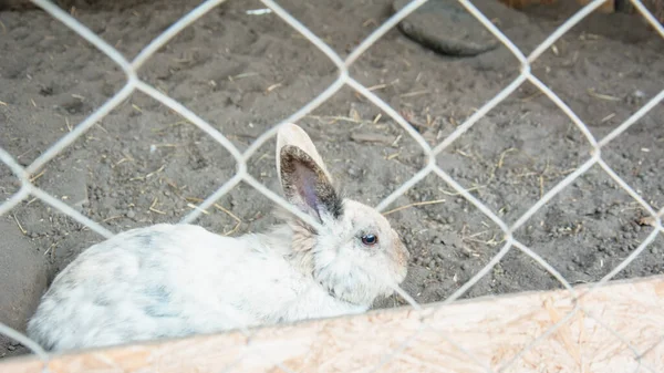 Beautiful Groomed Cute Pet Rabbit Close — Stock Photo, Image