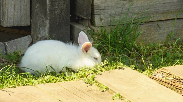 Beautiful Groomed Cute Pet Rabbit Close — Stock Photo, Image