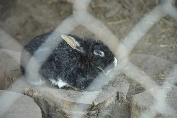 Krásný Upravený Roztomilý Pet Králík Zblízka — Stock fotografie