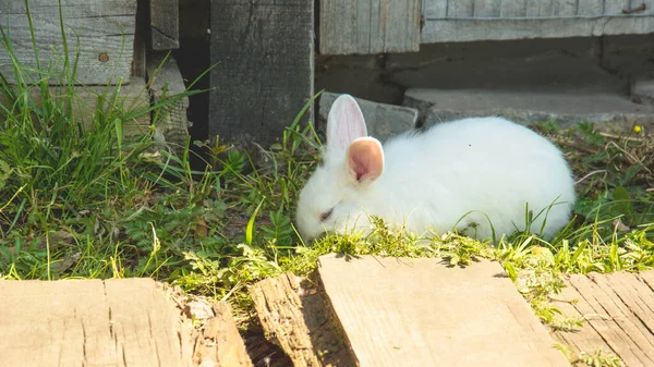 Мбаппе Вырастил Симпатичного Домашнего Кролика Крупным Планом — стоковое фото