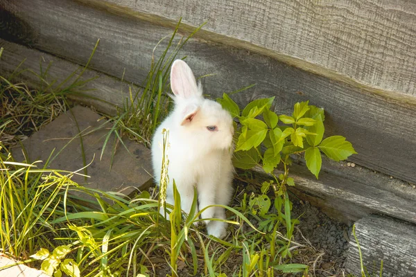 Krásný Upravený Roztomilý Pet Králík Zblízka — Stock fotografie