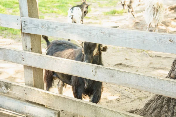 Krásná Dobře Upravená Koza Farmě — Stock fotografie