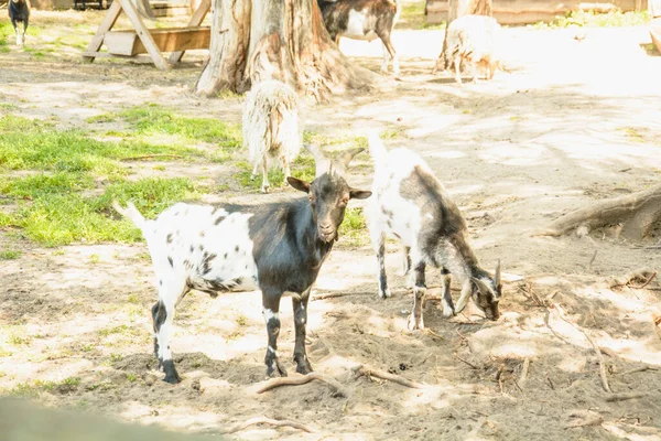 Une Belle Chèvre Bien Entretenue Est Ferme — Photo