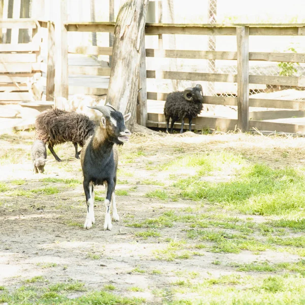 Une Belle Chèvre Bien Entretenue Est Ferme — Photo