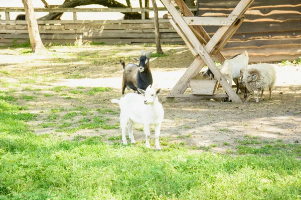 Egy Gyönyörű Jól Ápolt Kecske Van Farmon — Stock Fotó