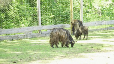 Güzel, tüylü inekler çimenlerde otluyor.