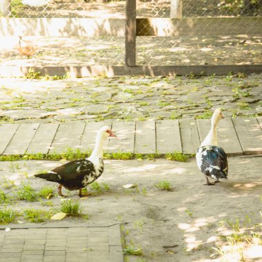 Güzel, büyük, şirin ördekler çimenlerde otluyor.