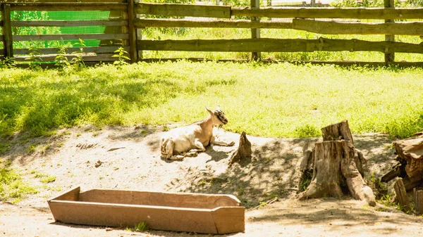 Belles Grandes Chèvres Domestiques Mignonnes Pâturent Sur Herbe — Photo