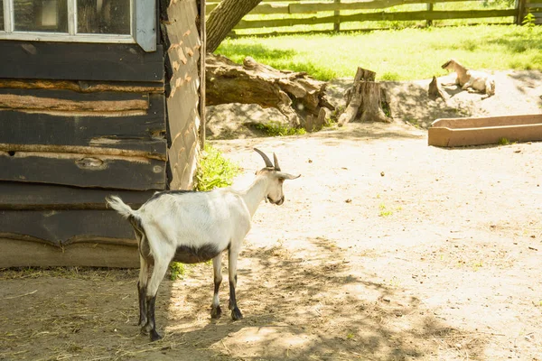 Belles Grandes Chèvres Domestiques Mignonnes Pâturent Sur Herbe — Photo