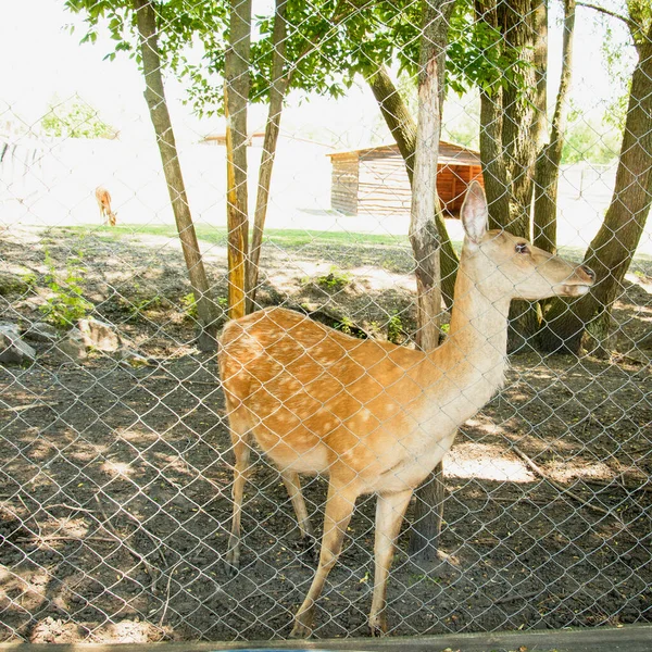 Bonito Grande Sika Bonito Veado Pastar Grama — Fotografia de Stock