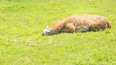 Güzel, vahşi, büyük lama çimlerin üzerinde dinleniyor.