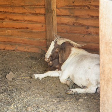 Güzel, büyük, sevimli keçiler çimenlerde otluyor.