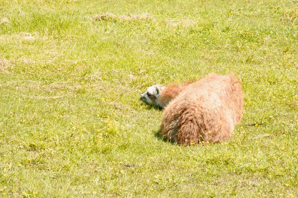 Bella Selvaggio Grande Lama Riposo Sul Prato — Foto Stock