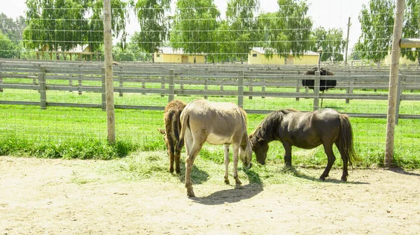 Schöne Junge Pferde Grasen Auf Dem Gras — Stockfoto