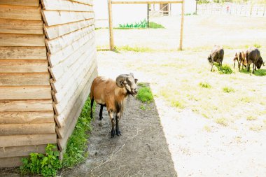 Güzel şirin dağ koyunları çimenlerde otluyor.
