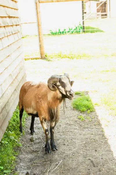 Belle Mouton Montagne Mignon Pâturage Sur Herbe — Photo