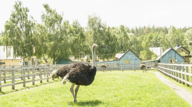Afrika devekuşu kümes hayvanları çiftliğinde yürüyor.