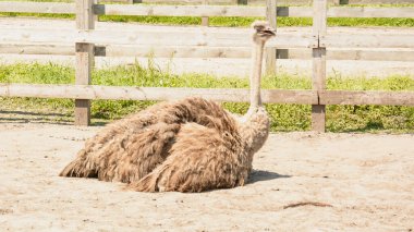 Afrika devekuşu kümes hayvanları çiftliğinde yürüyor.