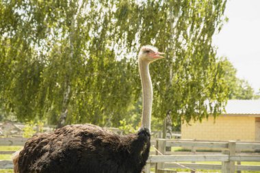 Afrika devekuşu kümes hayvanları çiftliğinde yürüyor.